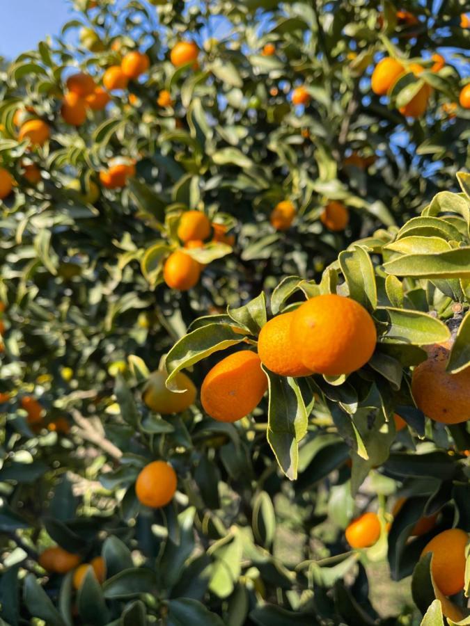 HalikounasAntigone'S Garden别墅 外观 照片